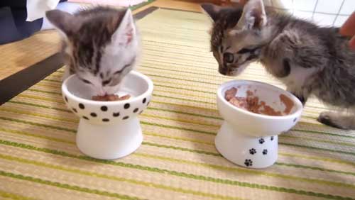 ごはん食べる保護子猫