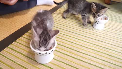 ごはん食べる保護子猫