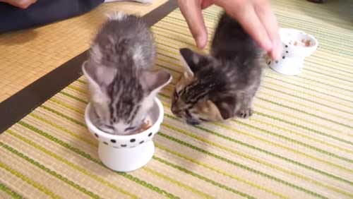 ごはん食べる保護子猫