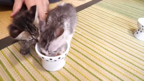 ごはん食べる保護子猫