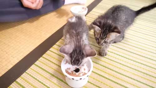 ごはん食べる保護子猫
