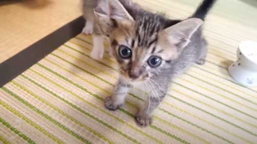 ごはん食べる保護子猫