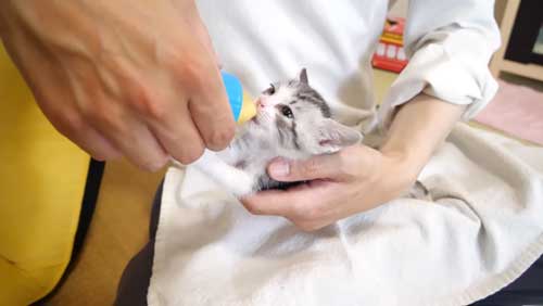 ミルクを飲む保護子猫