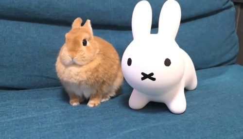 「知らん奴いた時のうさぎの反応」