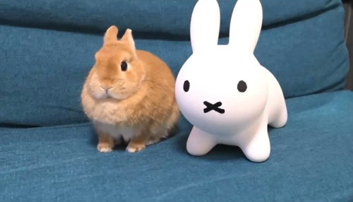 「知らん奴いた時のうさぎの反応」