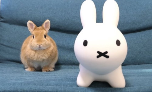 ブルーナボンボンとウサギ