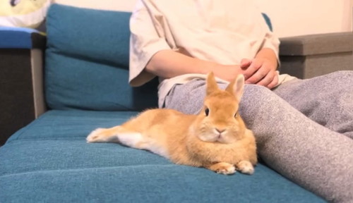 飼い主にくっつくウサギのてんちゃん