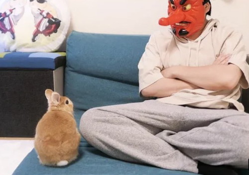 天狗の飼い主を見るウサギのてんちゃん