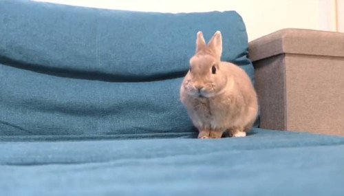 おこるウサギのれこくん