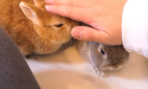 ウサギ2羽