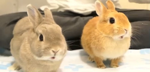 てんちゃんとれこくん