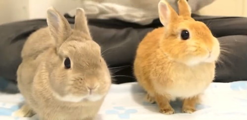 てんちゃんとれこくん