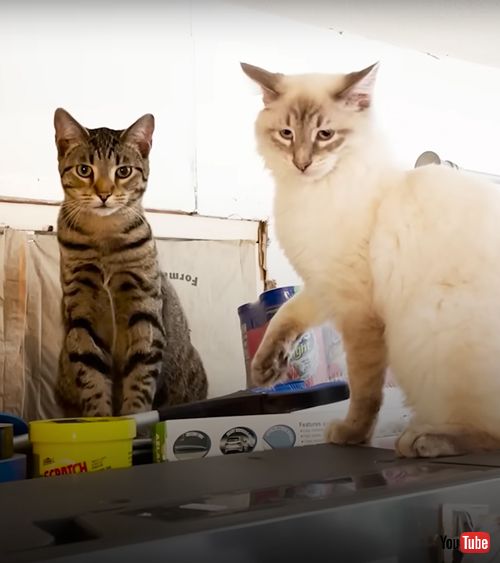 先住猫と仲良しの保護猫