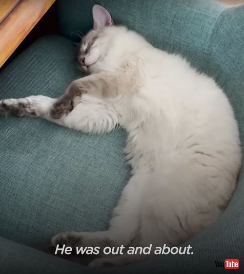 家族が見つかった猫