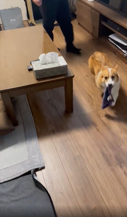 ハンカチくわえてるコーギー