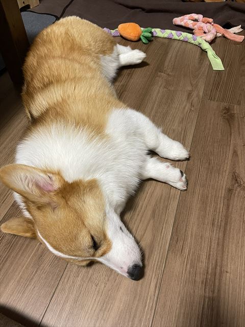 寝てるコーギー