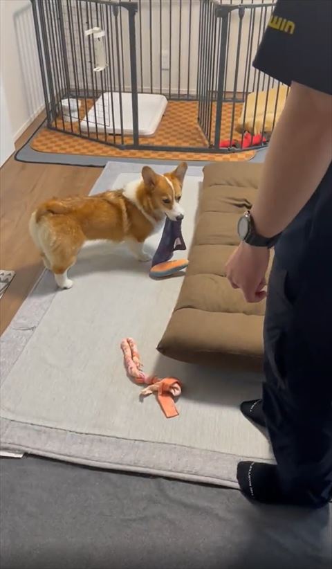 下見て止まってるコーギー