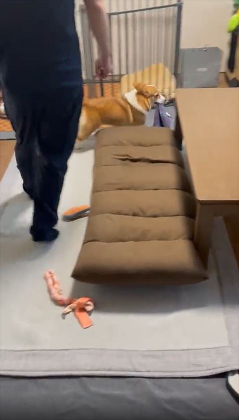 ケージの前歩いてるコーギー