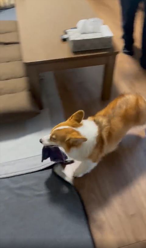 カメラの前を通るコーギー