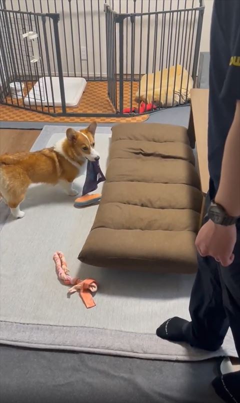 パパさんの足元見てるコーギー