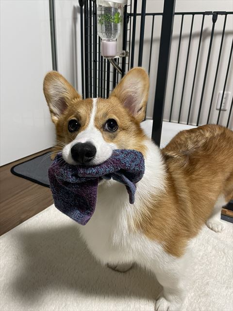 ハンカチくわえてるコーギーのアップ