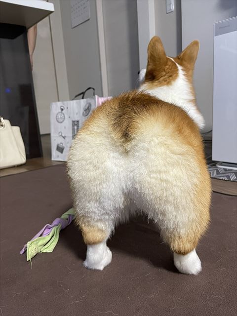 コーギーのお尻