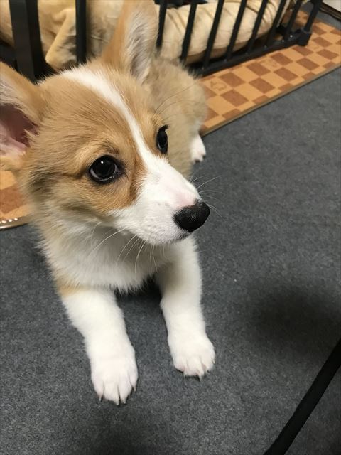 子犬コーギー
