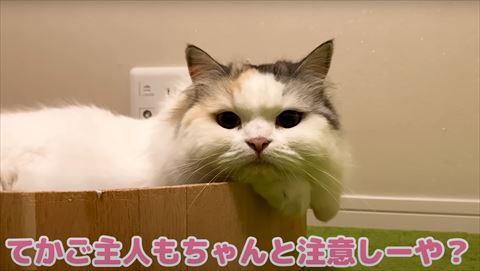 つめとぎの上にいるつくしちゃんアップ