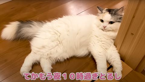 床でくつろぐつくしちゃん