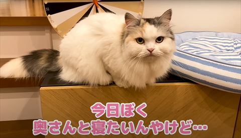 香箱座りのような体勢