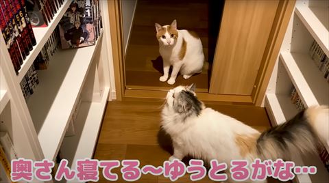 部屋の入口にいる猫2匹