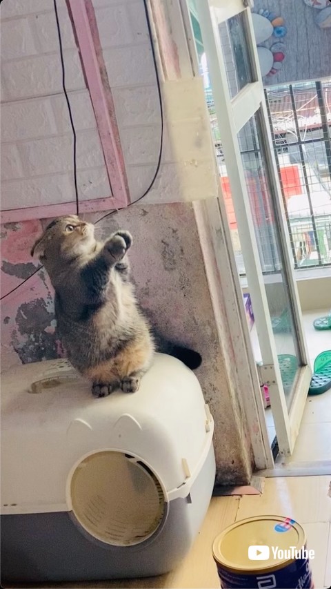 おねだりをする猫