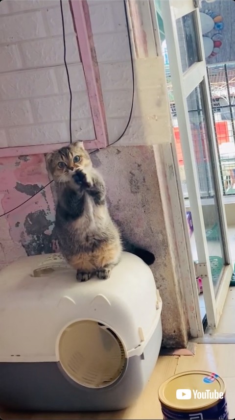 カメラ目線でおねだりをする猫