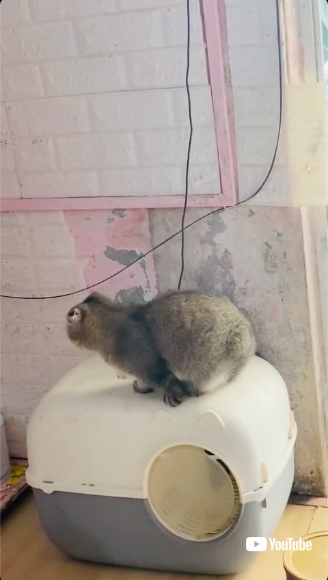 おねだりをやめる猫