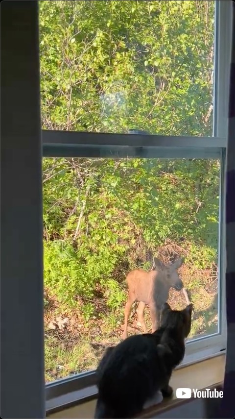 窓の外にいるヘラジカ