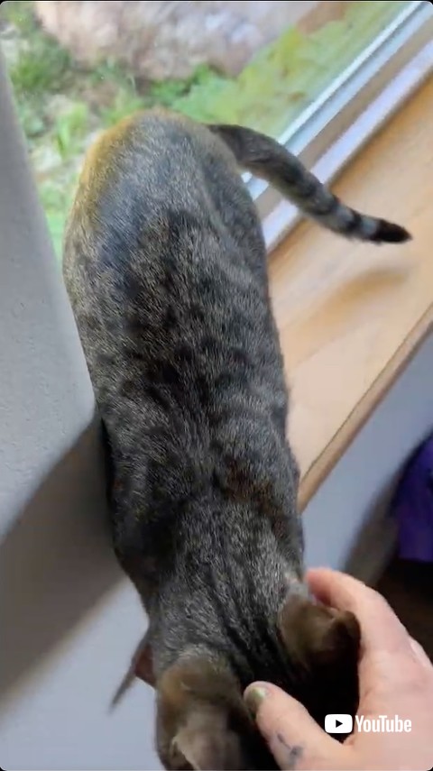 飼い主になでられる猫