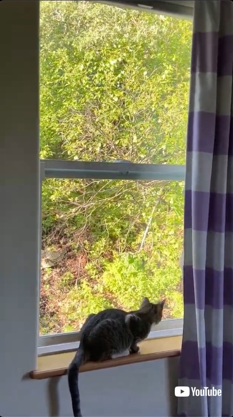 窓を見つめる猫