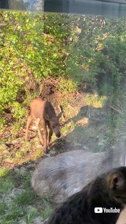 ヘラジカの親子