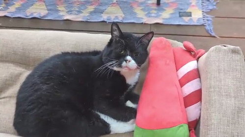 二度寝にむかう猫