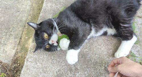 葉っぱを食べる猫
