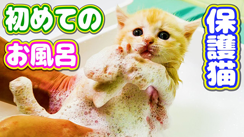 困り顔猫