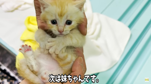 次は妹ちゃんの番です