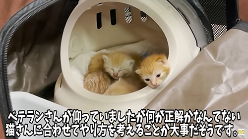 保護直後の猫たち