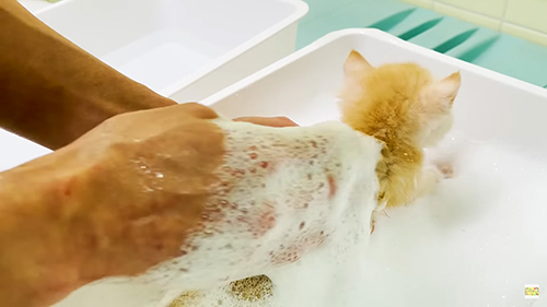 背中を洗う子猫