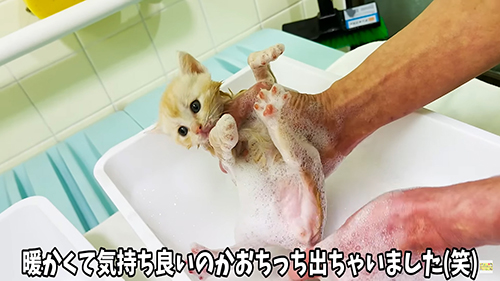 おしっこ出ちゃった猫