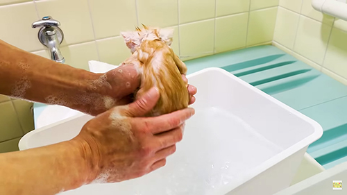 猫をすすぐ