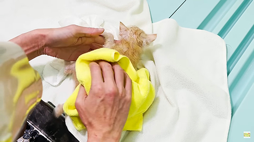 ドライヤーをかける子猫