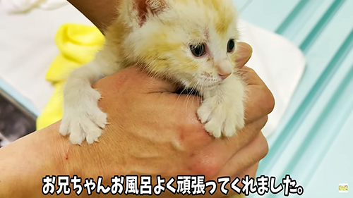 頑張ってくれた子猫