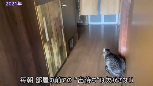 猫 息子 大好き 兄ちゃん 半年ぶり 再会 思い出す 喜ぶ 甘える