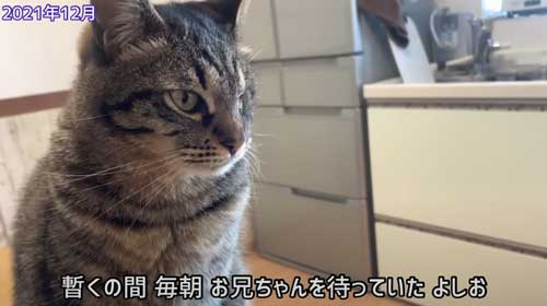 猫 息子 大好き 兄ちゃん 半年ぶり 再会 思い出す 喜ぶ 甘える